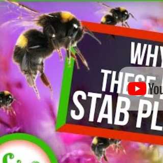 Enlarged view: Why Are These Bees Stabbing Plants?