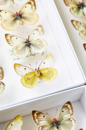 Entomological Collection. Photo: ETH Zurich