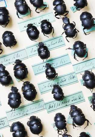 Entomological Collection. Photo: ETH Zurich