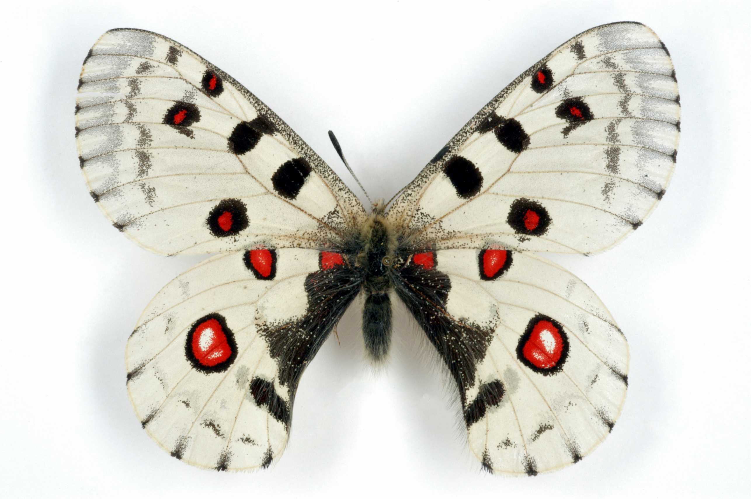 Enlarged view: Parnassius nomion richthofeni