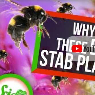 The SciShow: Why are theese bees stabbing plants?