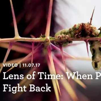 Lens of time: When plants fight back
