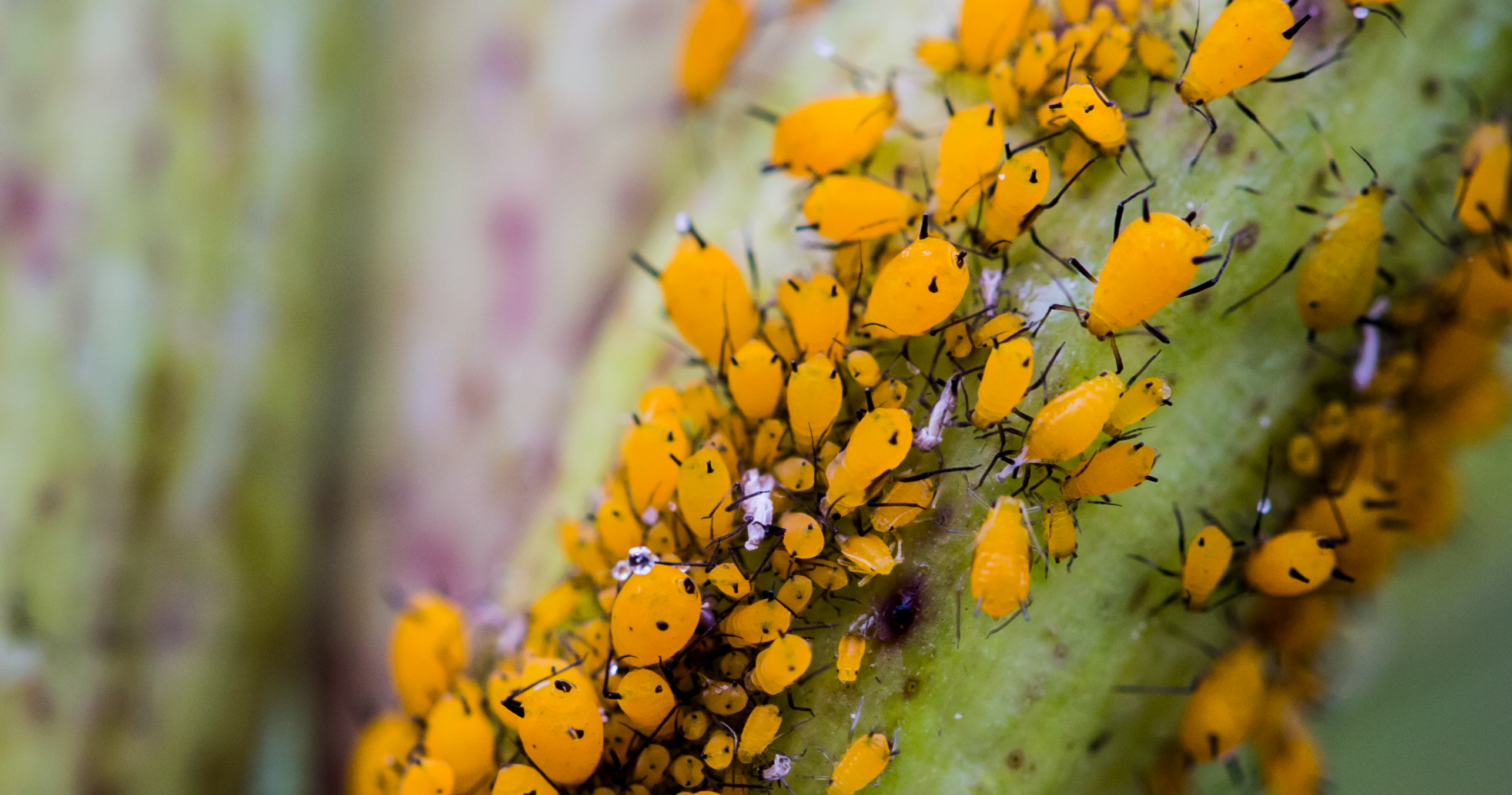 Enlarged view: Eurosta solidaginis; photo credit Ian Grettenberger