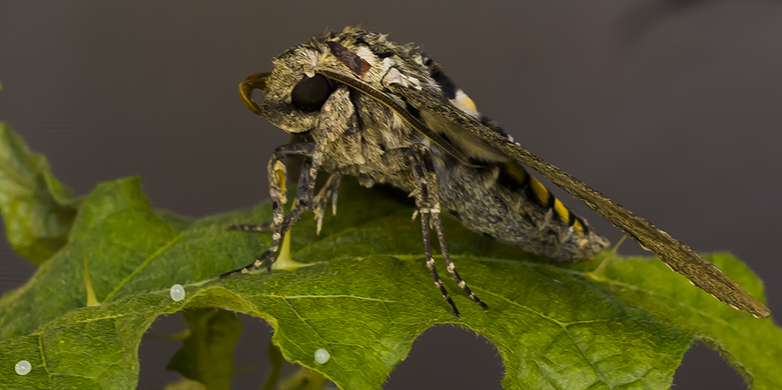 Manduca sexta. Foto: Biocommunication research group, ETH Zurich